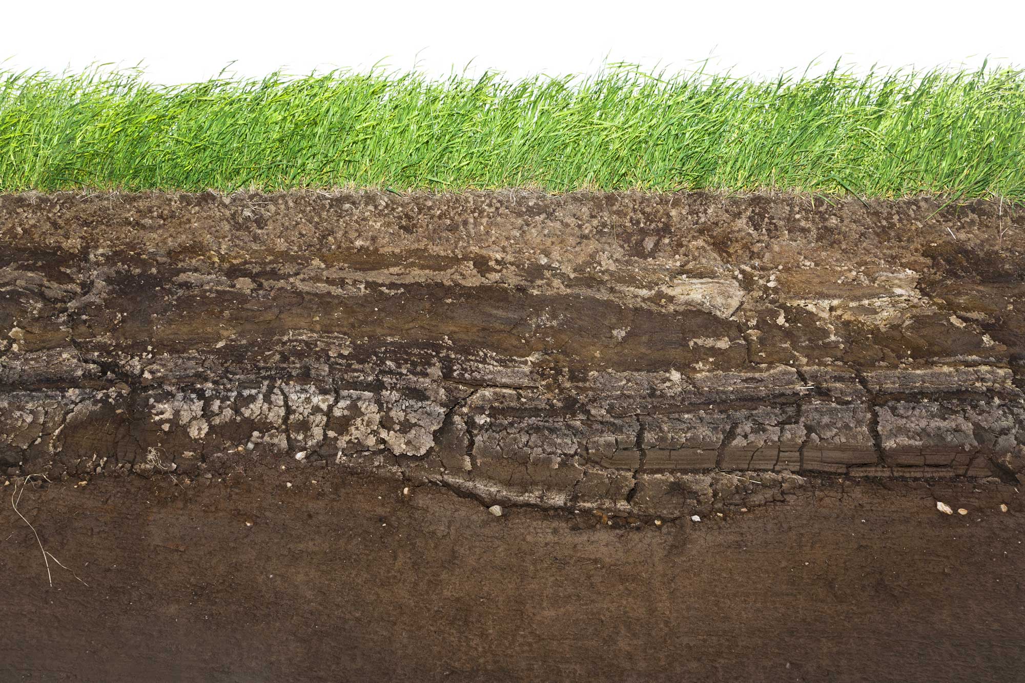 hemp_soil